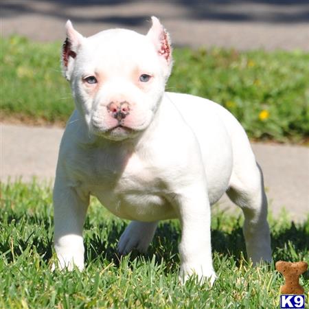 american pit bull puppy posted by Pitbulls for Sale